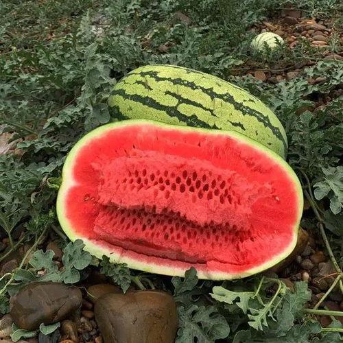 只吃籽不吃瓜的瓜,揭秘只吃籽不吃瓜的神秘瓜类