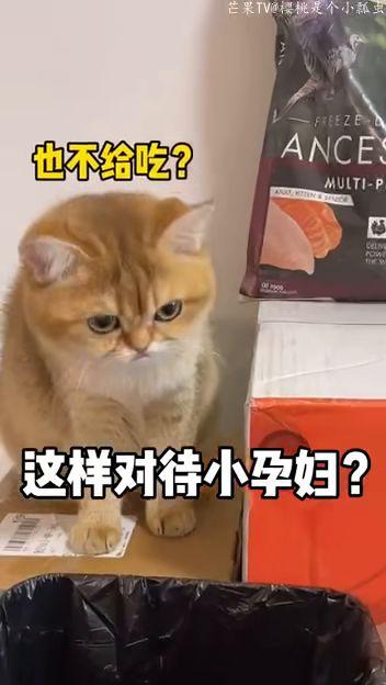 猫咪怀孕可以吃哈密瓜不,猫咪孕期哈密瓜食用指南