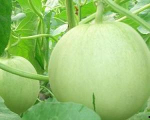 孕妇吃蛟瓜吗,营养健康两不误