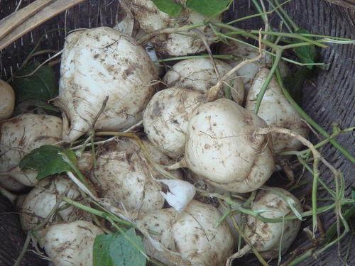 土瓜几月有的吃,秋季丰收，尽享美味时光