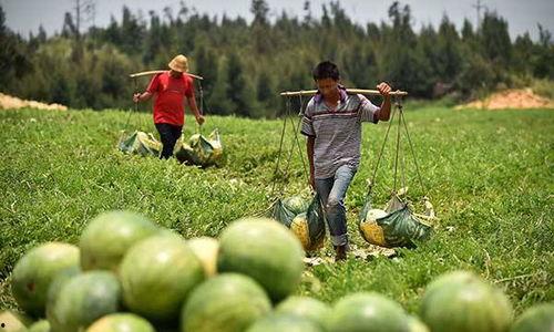 农民摘西瓜吃瓜视频,农民摘瓜吃瓜，共享丰收喜悦
