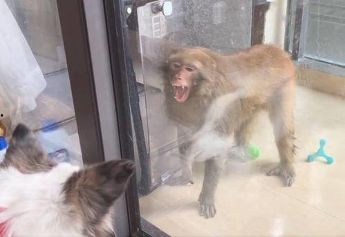 石家庄猴子爆料事件视频,揭秘事件背后真相