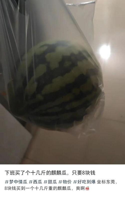 广东东莞吃瓜,品味东莞特色美食之旅