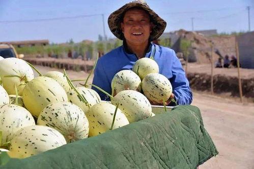 瓜州区最新吃瓜,瓜香四溢，美食盛宴等你来尝