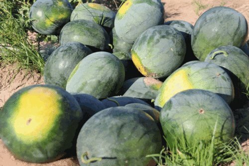 绍兴长乐最新吃瓜,揭秘最新吃瓜事件背后的真相与热议