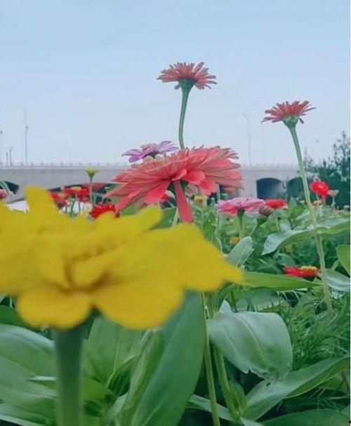 石家庄花海吃瓜,石家庄花海盛夏瓜果香