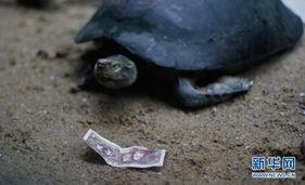 广州乌龟爆料事件视频,揭秘背后惊人真相