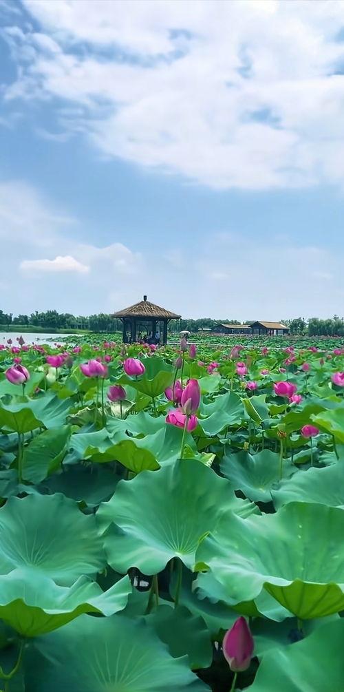 西湖荷花今日头条,今日头条聚焦夏日美景