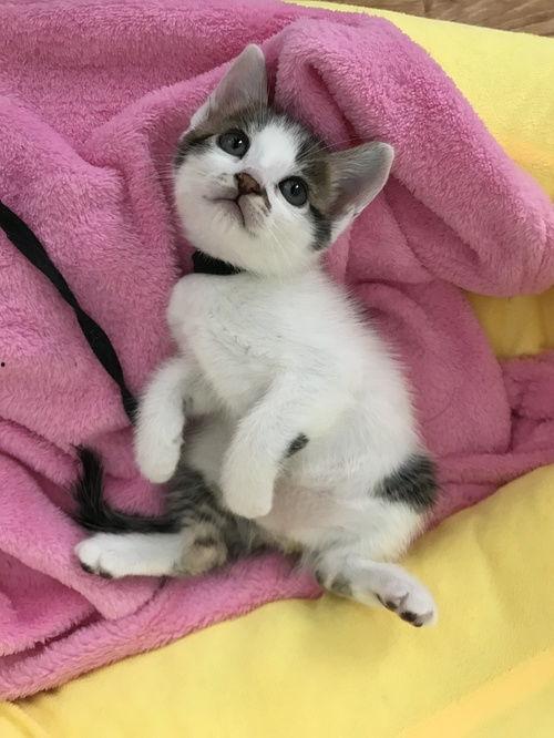 娘娘是只网红喵txt,萌宠界的明星传奇