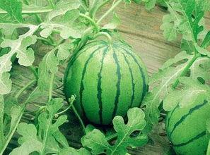 河北吃瓜情报处