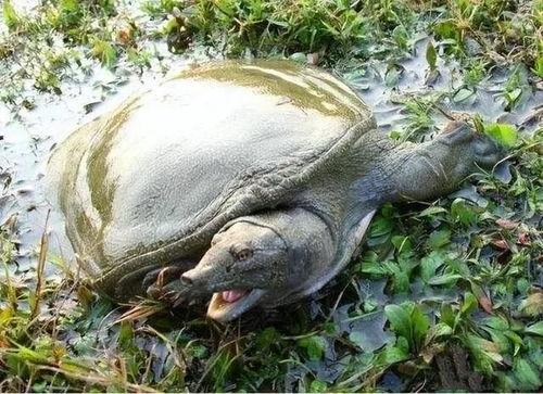 大渡口有家网红甲鱼,探寻美食与文化的完美融合